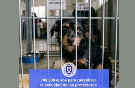Tenerife Approves €700,000 Support Fund for Animal Protection Groups