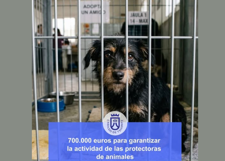 Tenerife Approves €700,000 Support Fund for Animal Protection Groups