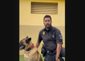 Abandoning a Pet in Tenerife… It’s Not Just Wrong, It’s Illegal